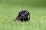 CANE CORSO 1196